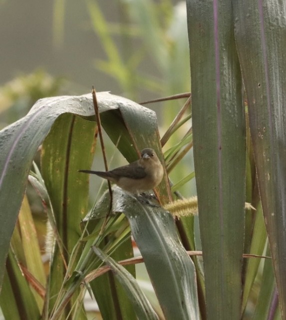 Double-collared Seedeater - ML619542930