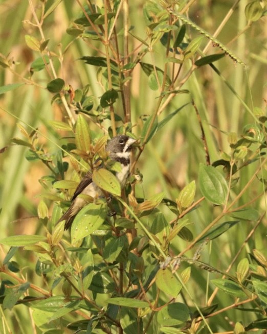 Double-collared Seedeater - Janaina Souza