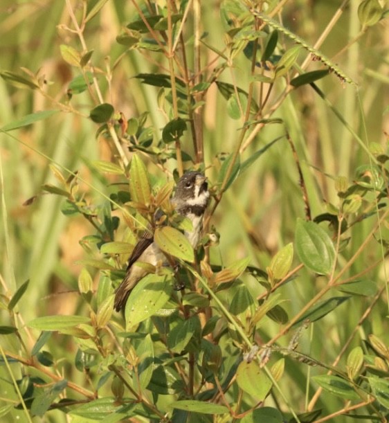 Double-collared Seedeater - Janaina Souza