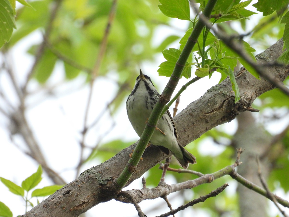 Blackpoll Warbler - Dana Sterner