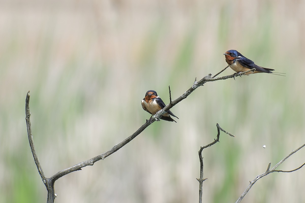 Barn Swallow - Michel Desbiens