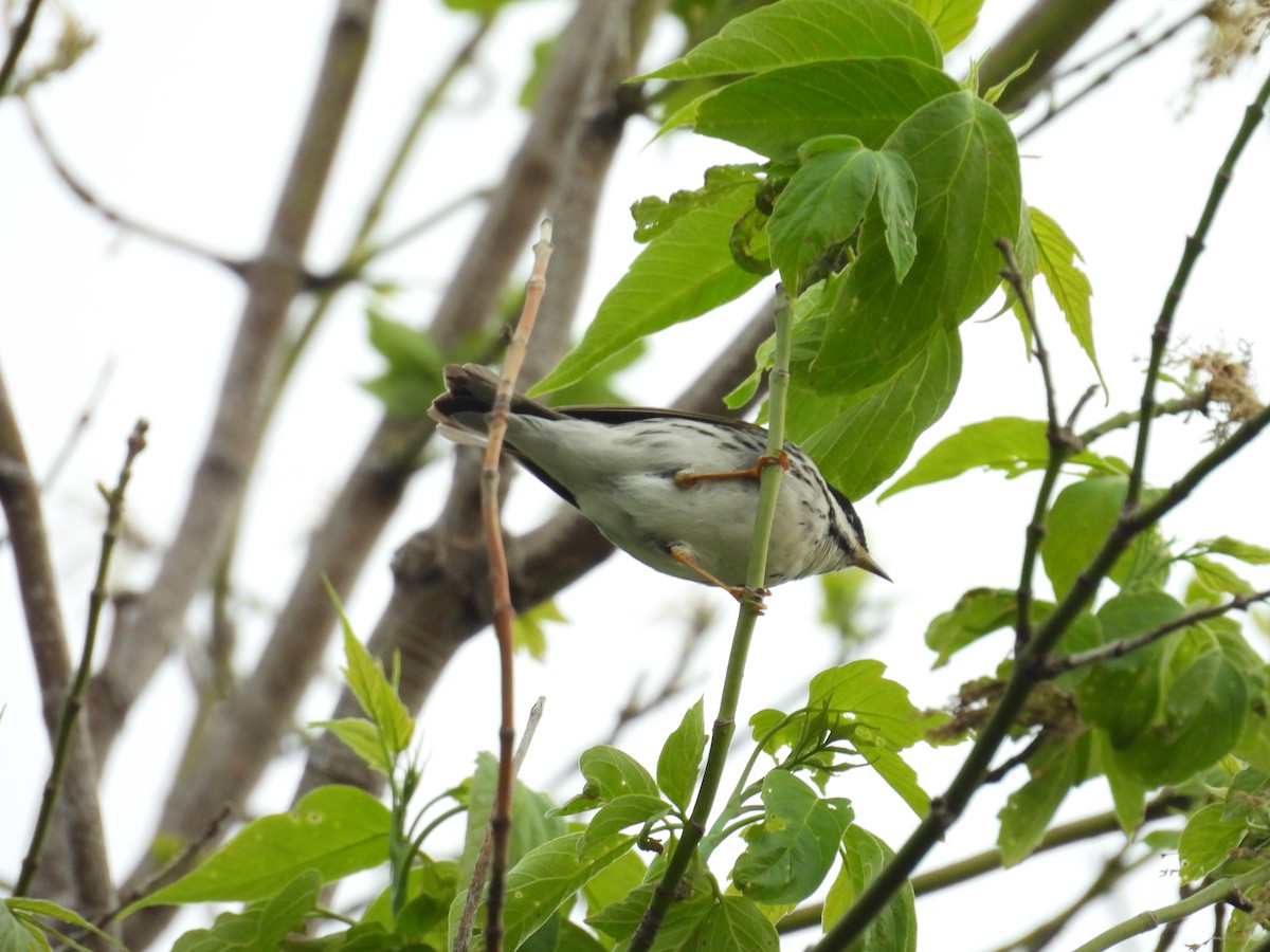 Blackpoll Warbler - Dana Sterner