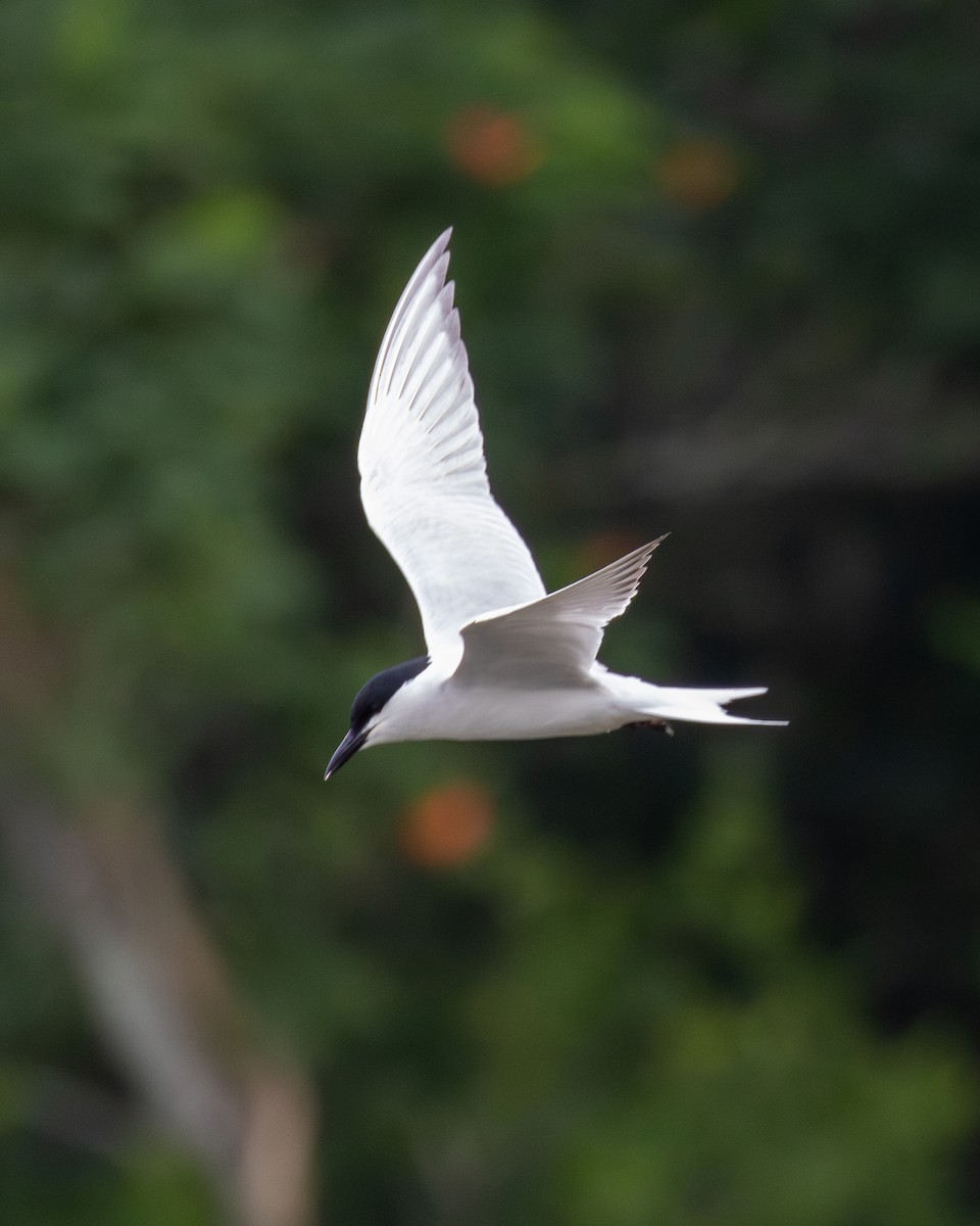 Gull-billed Tern - Letha Slagle