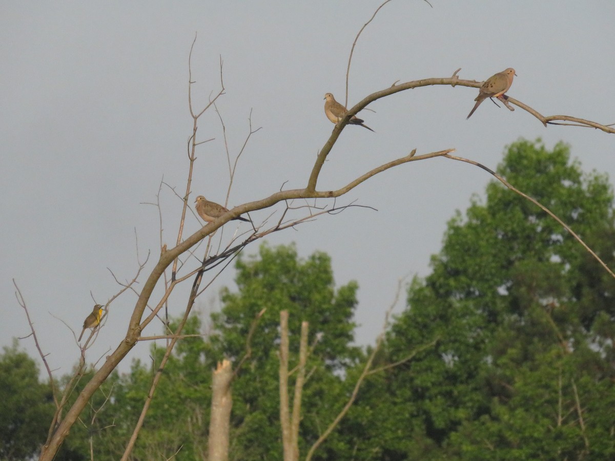 Mourning Dove - Eric Cormier