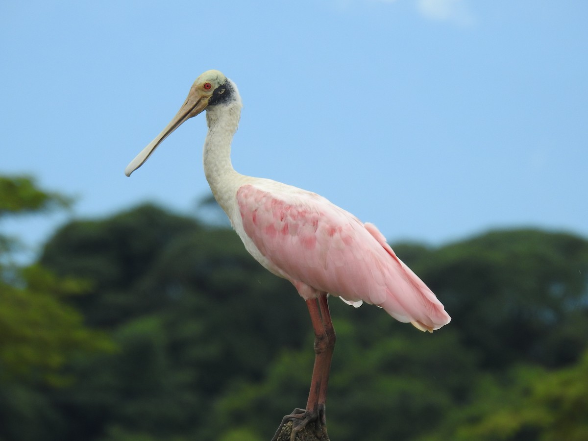 Roseate Spoonbill - Catalina Romero Ocampo