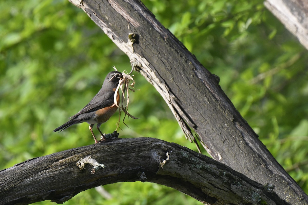 American Robin - Kazumi Ohira