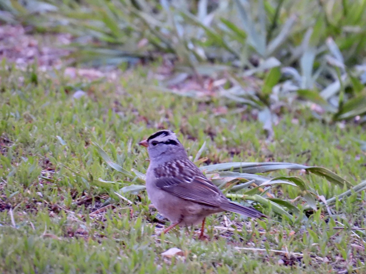 White-crowned Sparrow - Dana Sterner