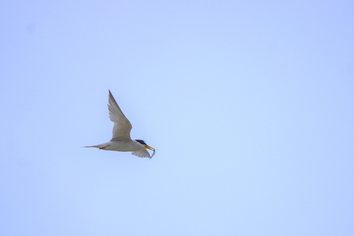 Least Tern - Mattéo Antoine