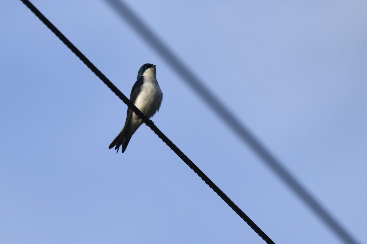 Tree Swallow - Kazumi Ohira