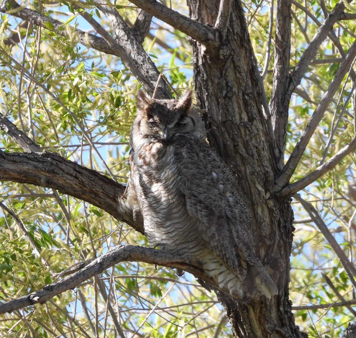 Great Horned Owl - ML619542976