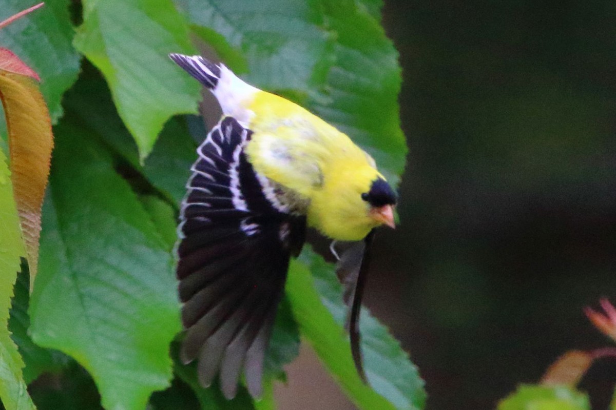 American Goldfinch - Breck Breckenridge