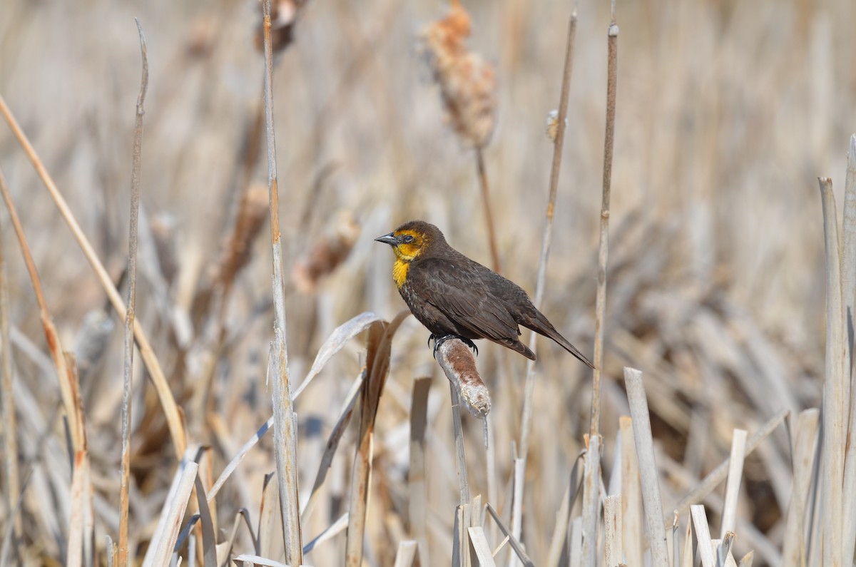 Yellow-headed Blackbird - Carmen Tavares