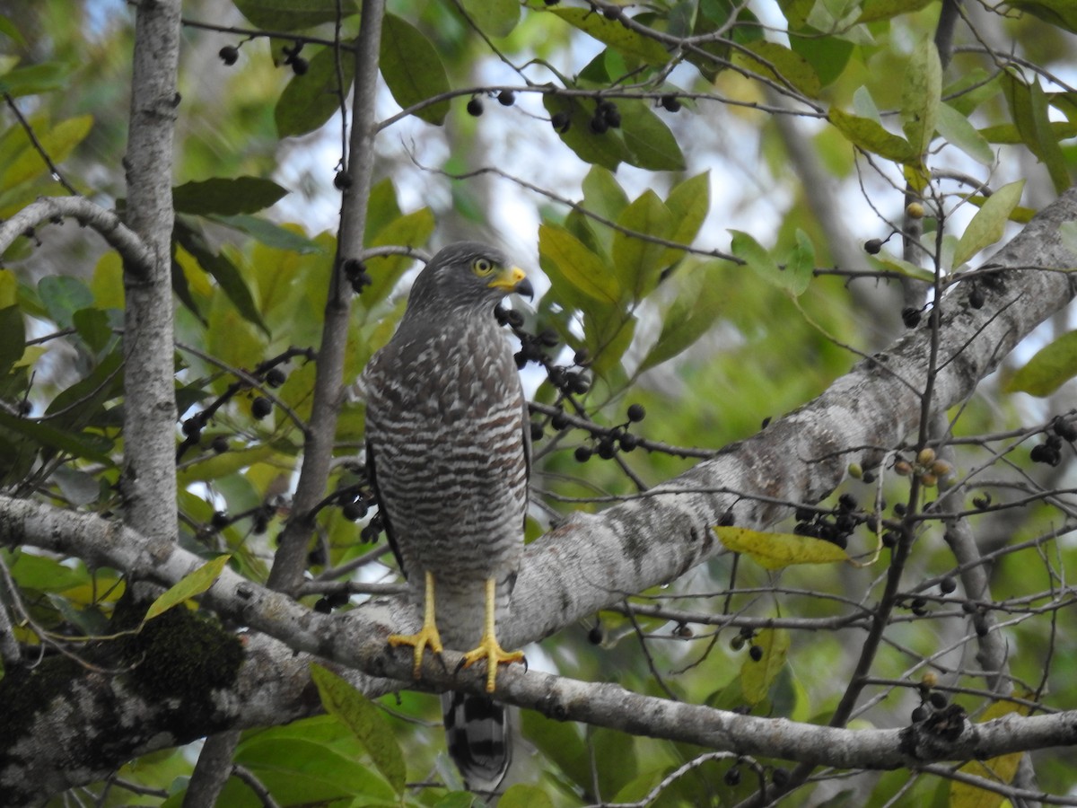 Roadside Hawk - Catalina Romero Ocampo