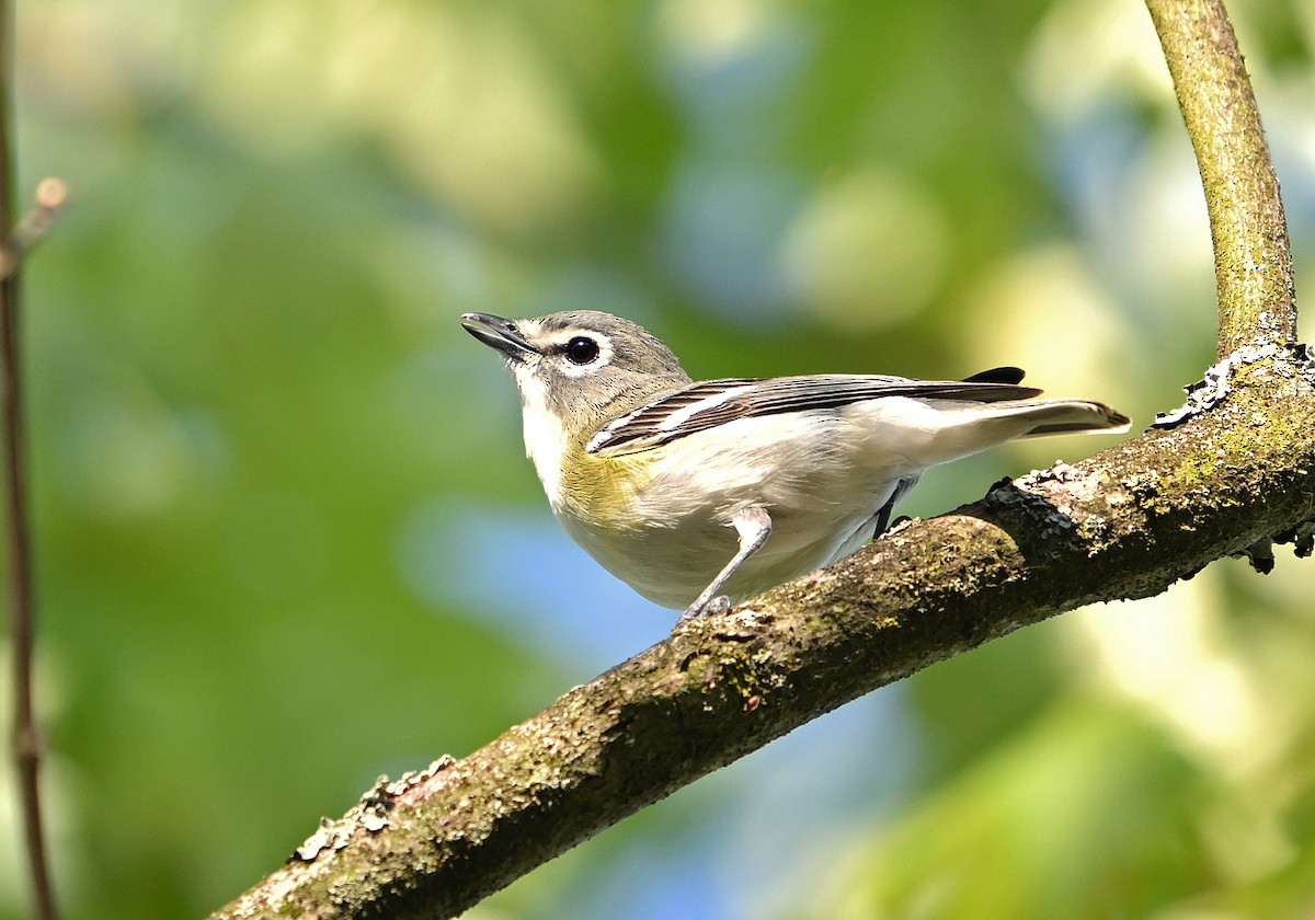 tanımsız Vireo sp. - ML619542992