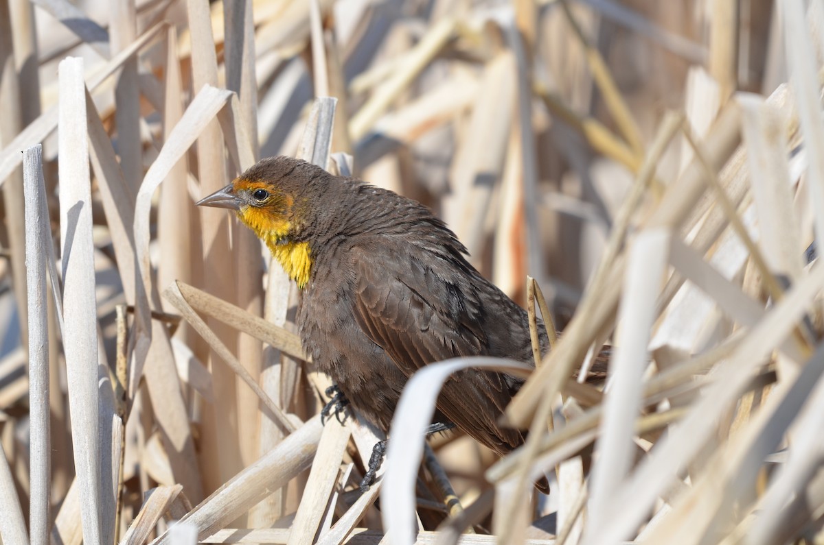 Yellow-headed Blackbird - Carmen Tavares