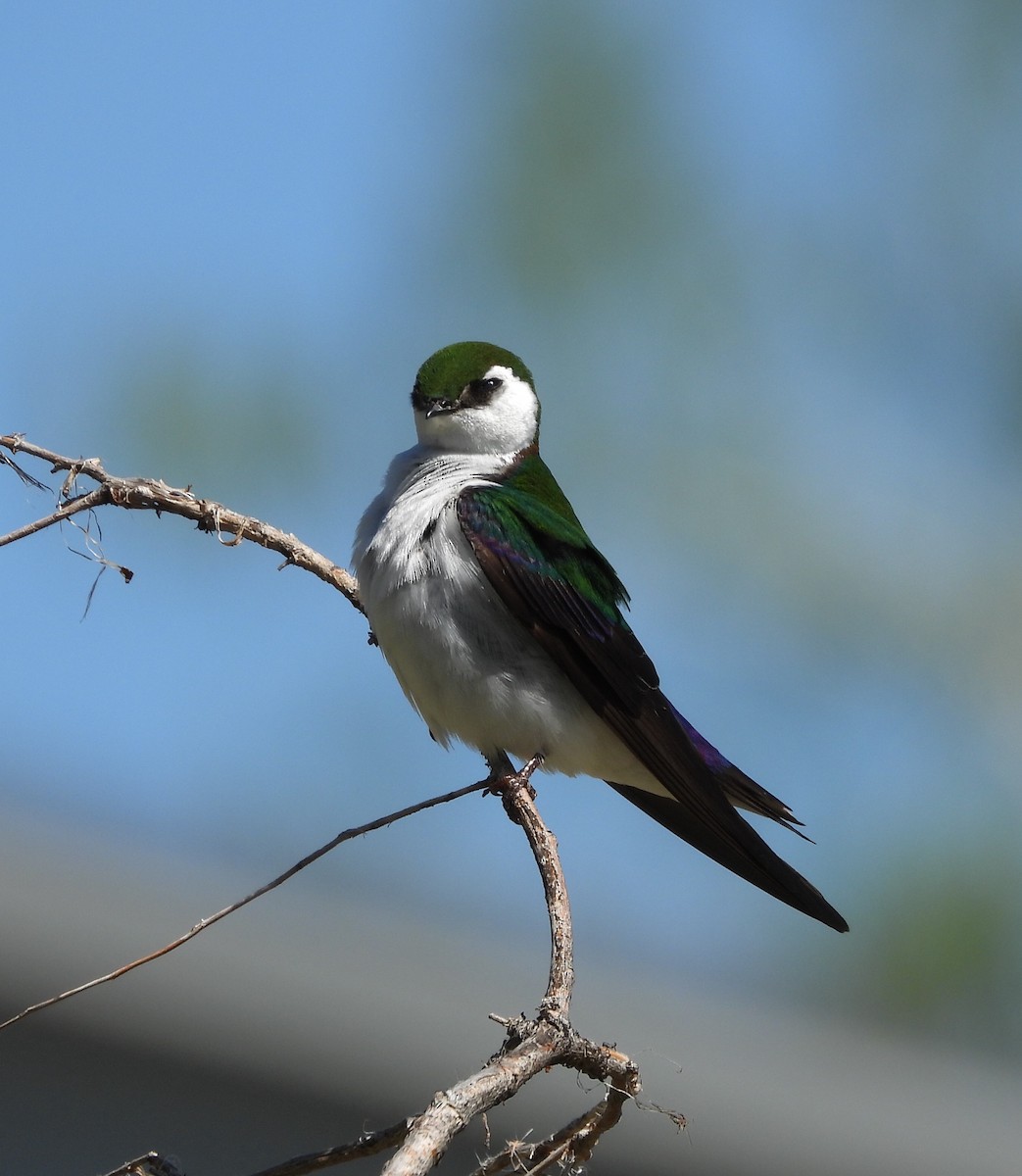 Violet-green Swallow - Joan Grant