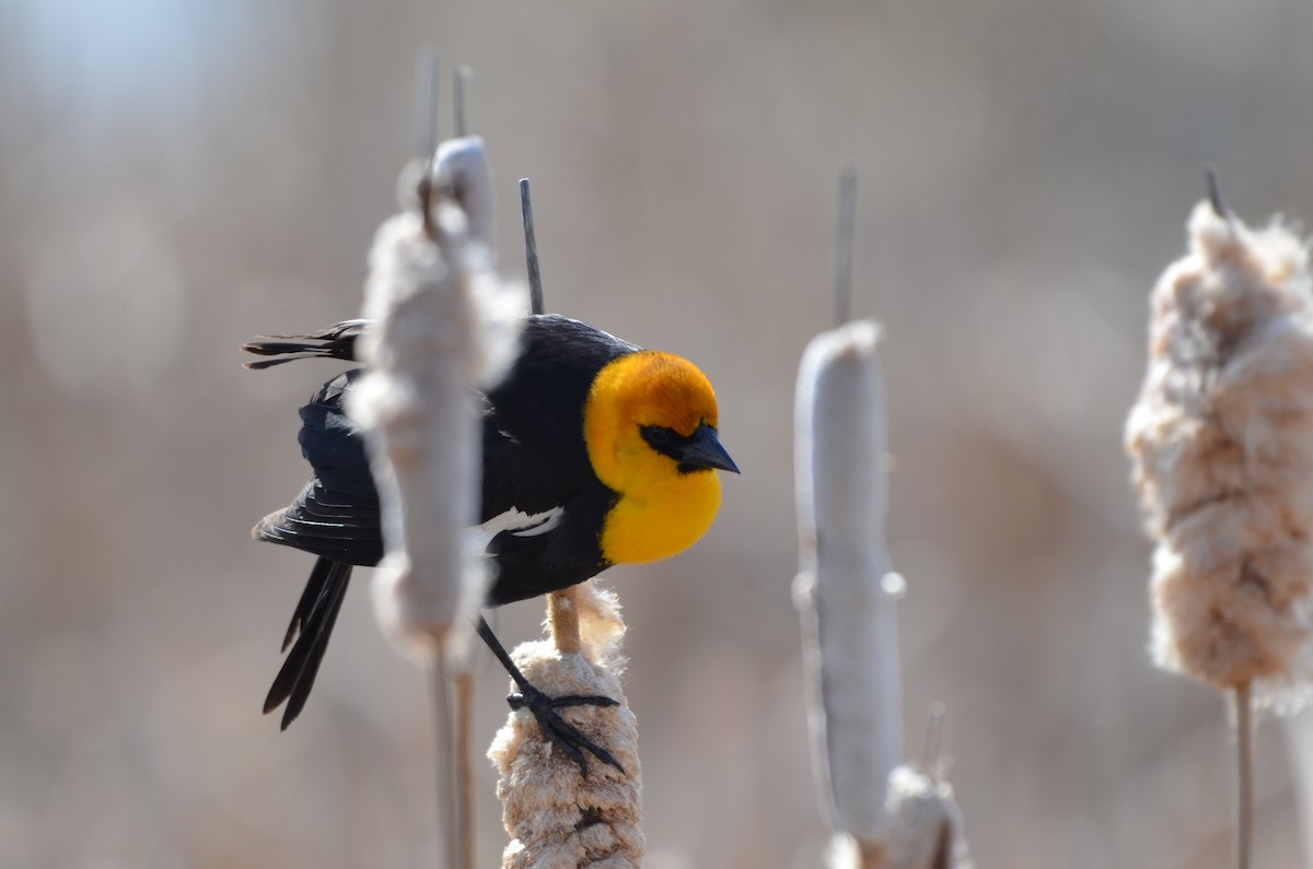 Yellow-headed Blackbird - Carmen Tavares