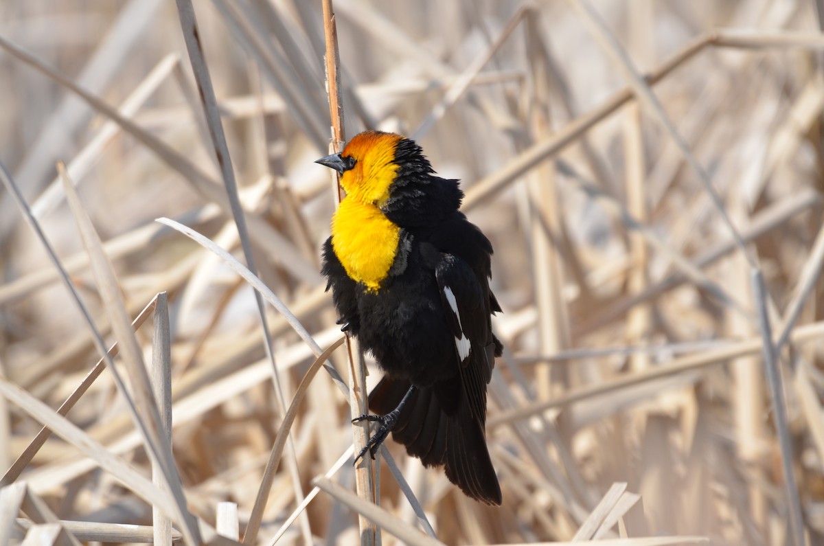 Yellow-headed Blackbird - Carmen Tavares