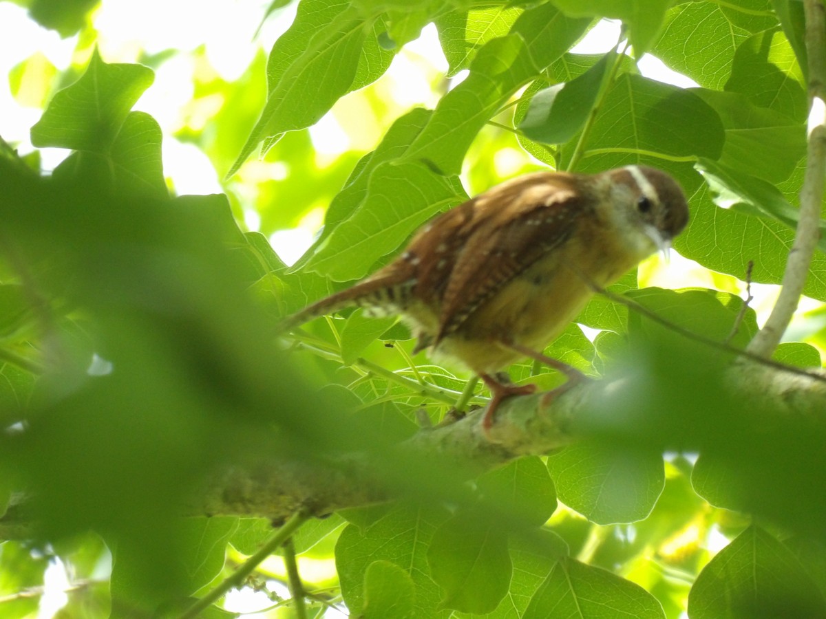 Carolina Wren - ML619543005