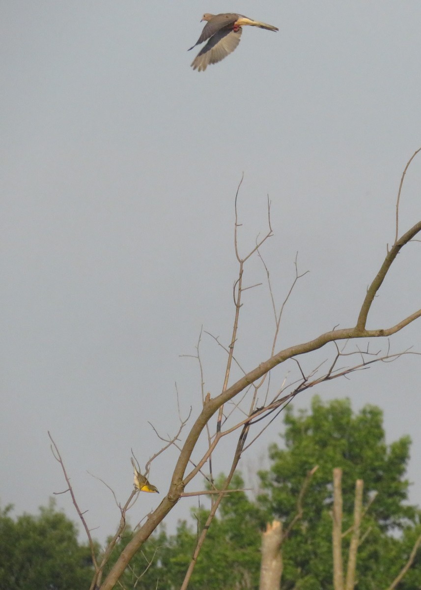 Yellow-breasted Chat - Eric Cormier