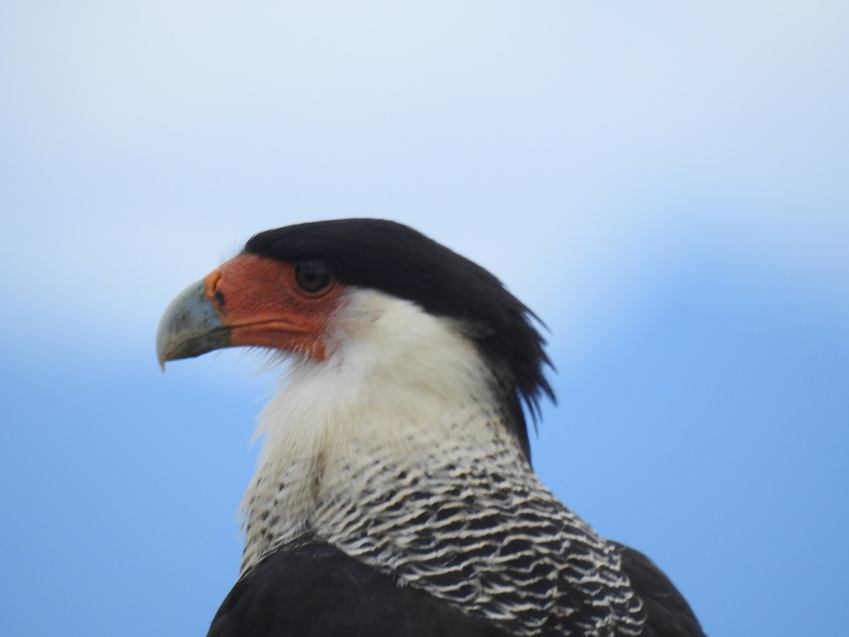 Yellow-headed Caracara - Catalina Romero Ocampo