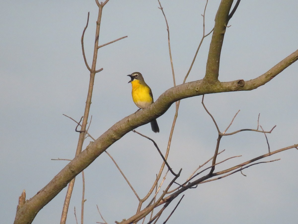 Yellow-breasted Chat - Eric Cormier