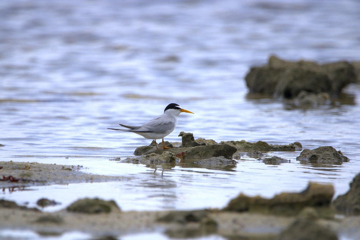 Least Tern - Mattéo Antoine