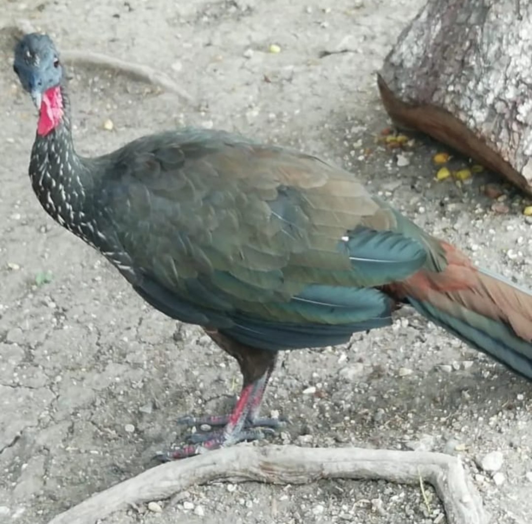 Crested Guan - Ecocientificos2 Ingrid Cepeda Escobar