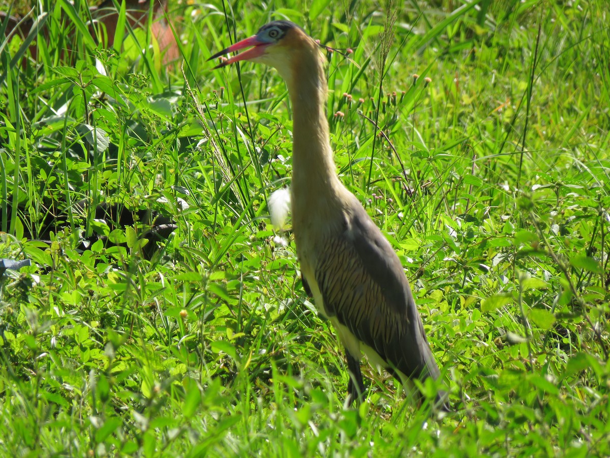 Whistling Heron - René Leal