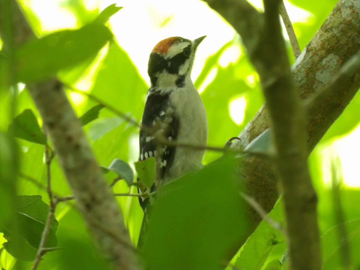 Downy Woodpecker - ML619543024