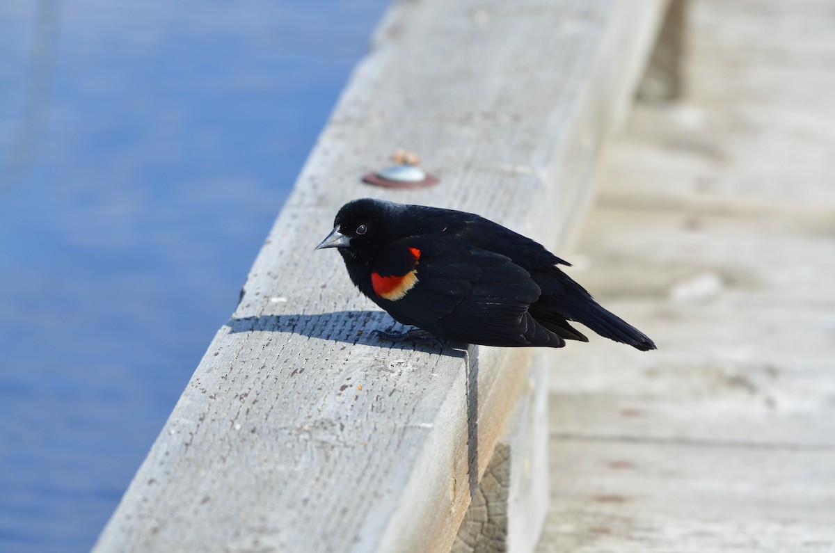 Red-winged Blackbird - Carmen Tavares