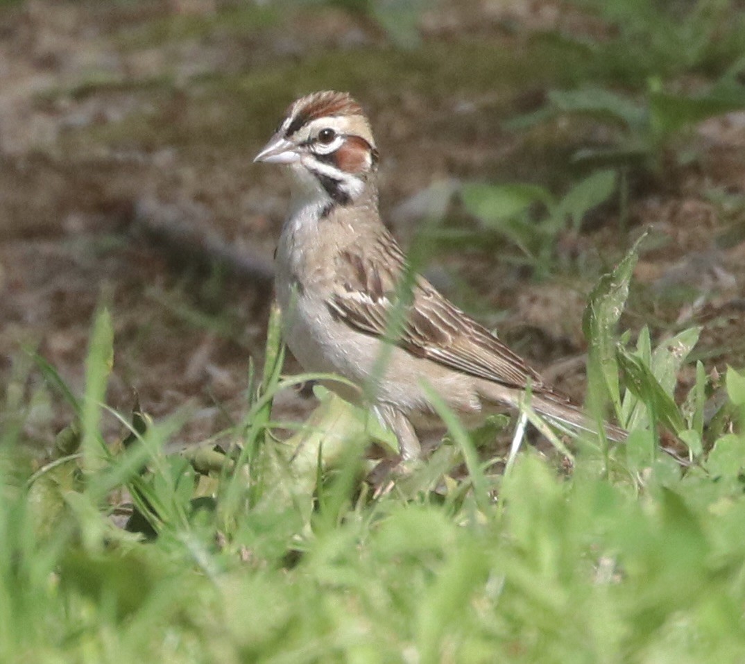 Lark Sparrow - Karl Overman