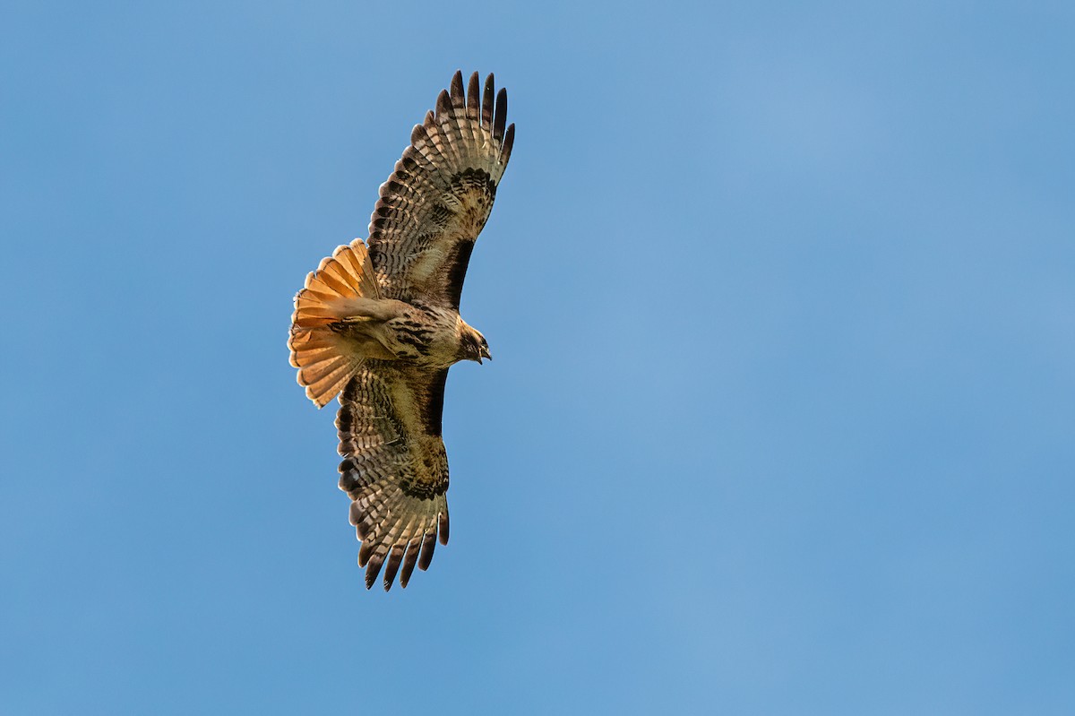 Red-tailed Hawk - ML619543049