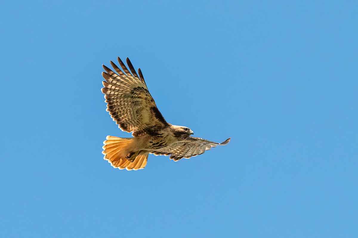 Red-tailed Hawk - ML619543050