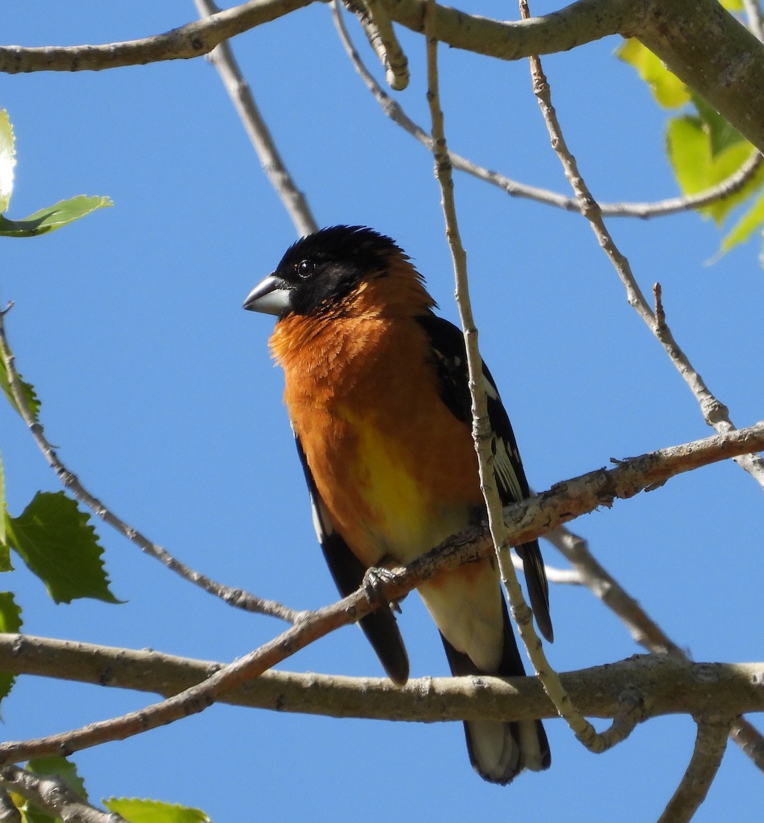 Black-headed Grosbeak - Joan Grant