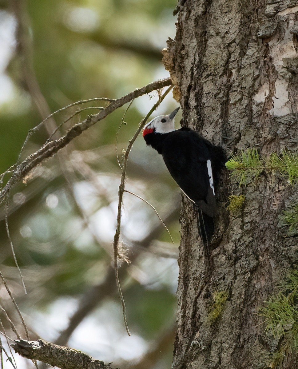 White-headed Woodpecker - ML619543054