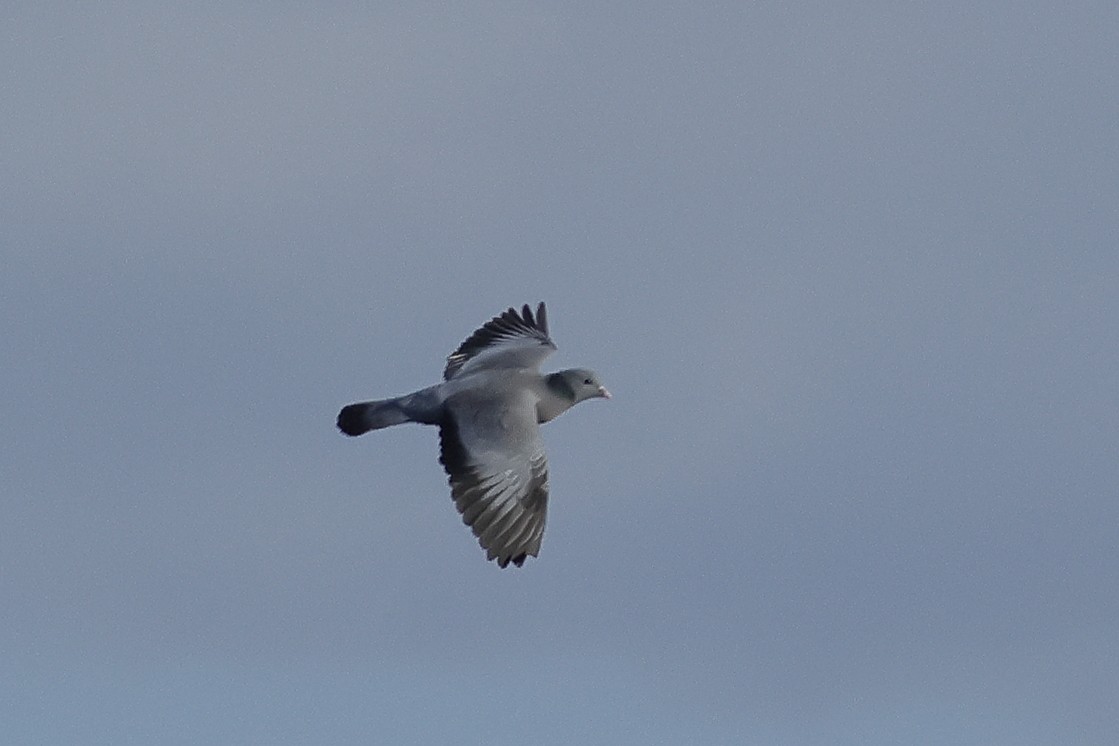 Stock Dove - ML619543058