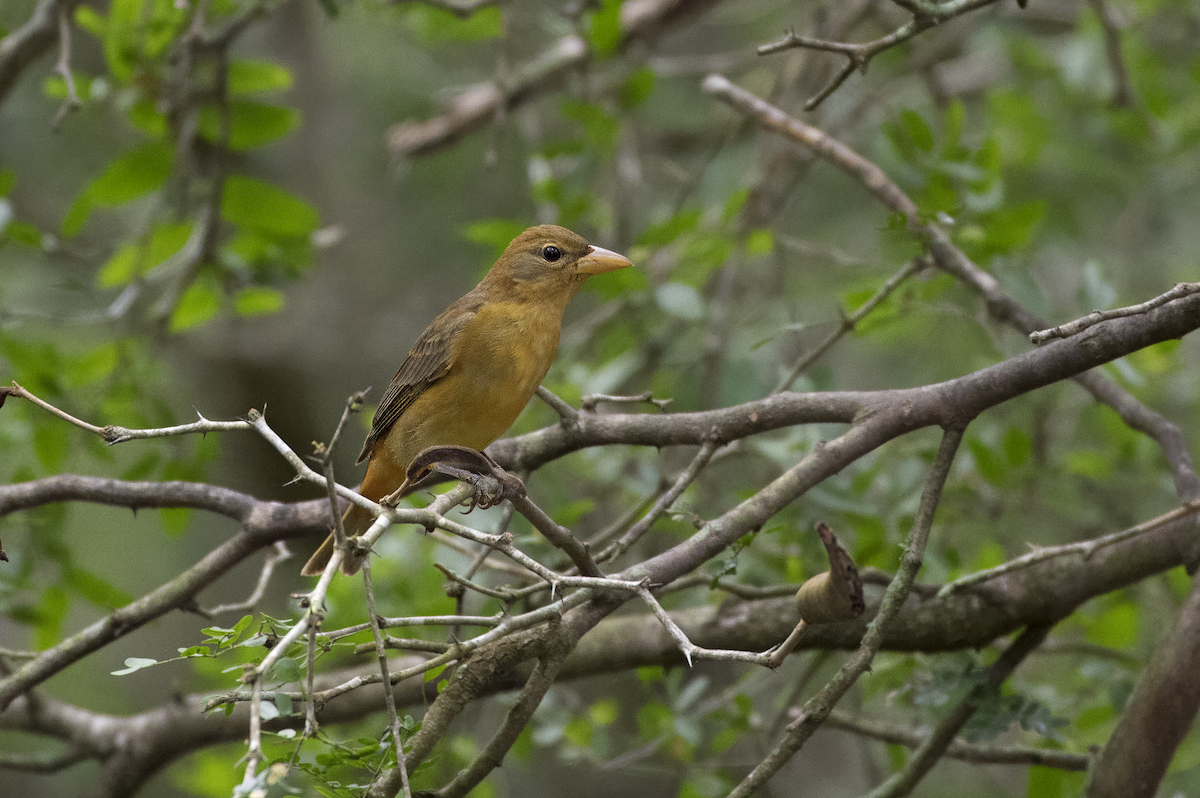 Summer Tanager - Mickie V