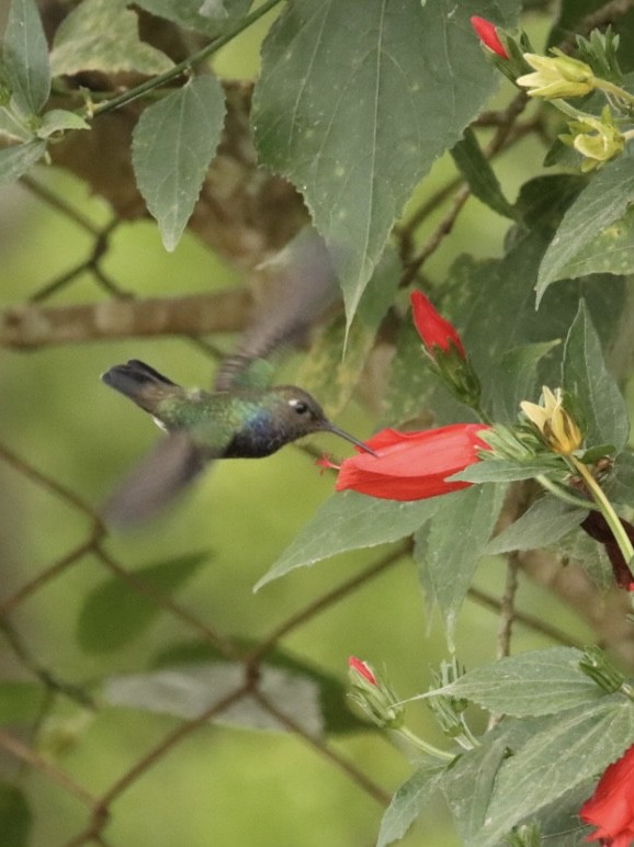 Sapphire-spangled Emerald - Janaina Souza