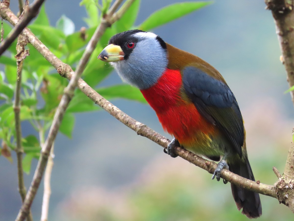 Toucan Barbet - Hugo Foxonet