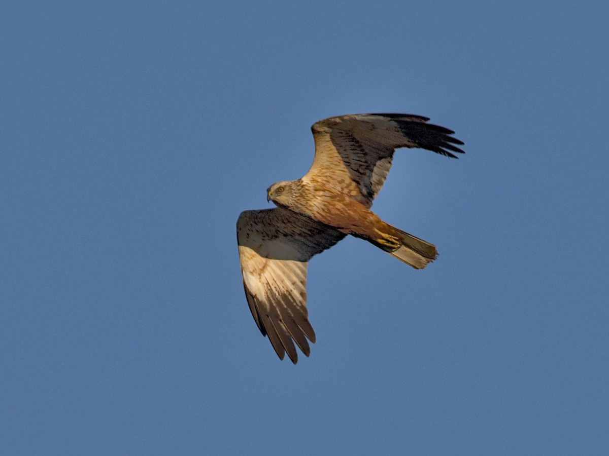 Western Marsh Harrier - Philip Steinhoff