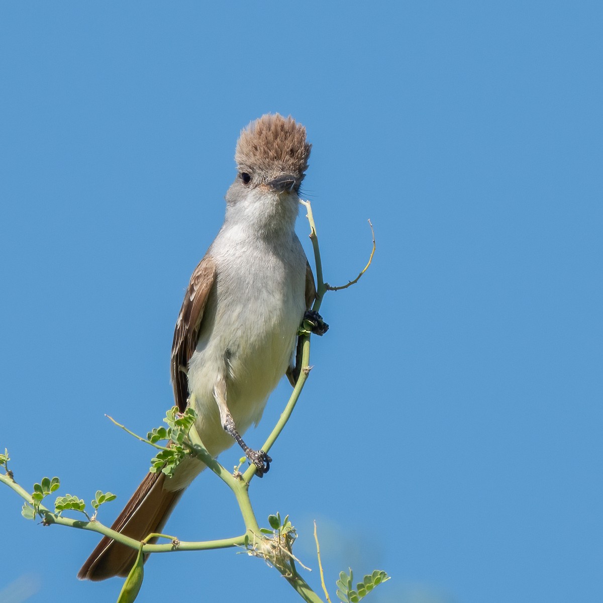 Ash-throated Flycatcher - Anonymous