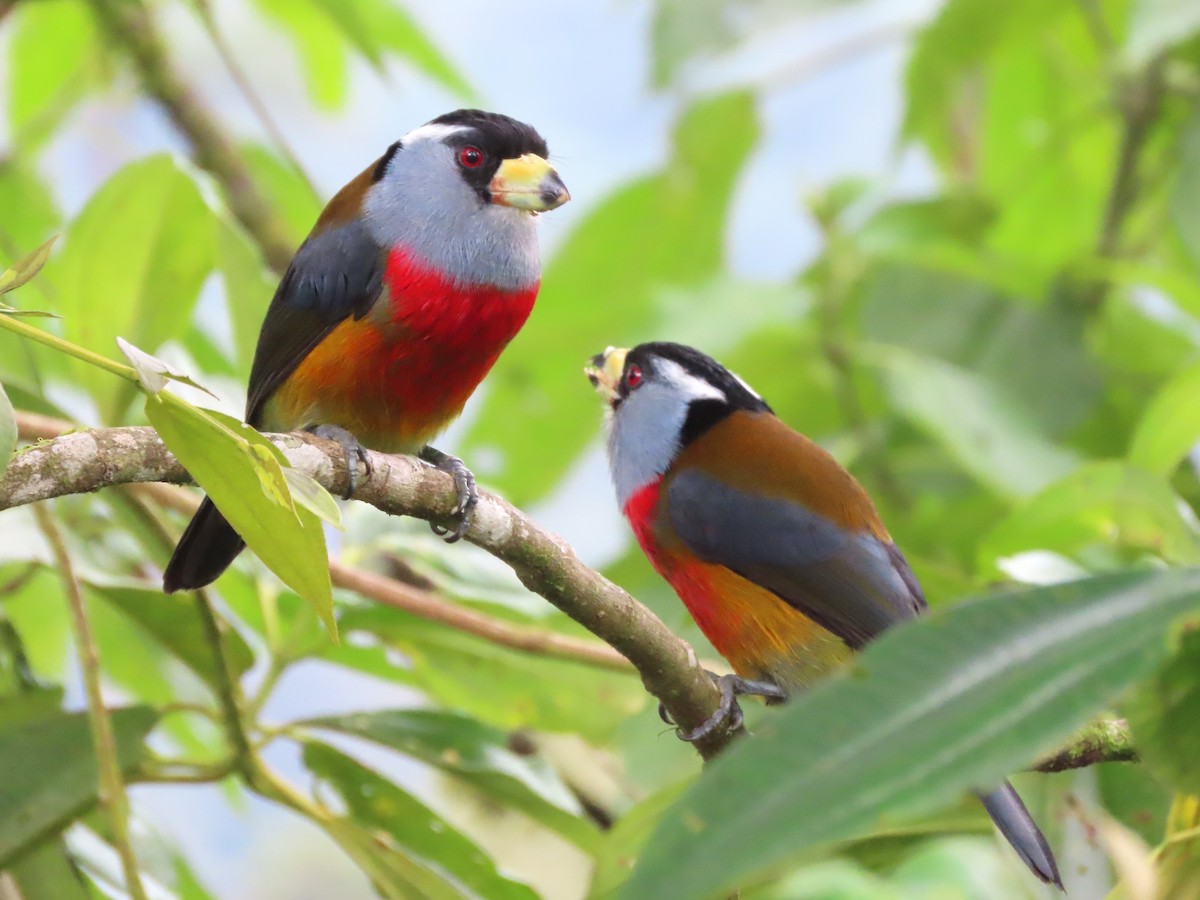 Toucan Barbet - Hugo Foxonet