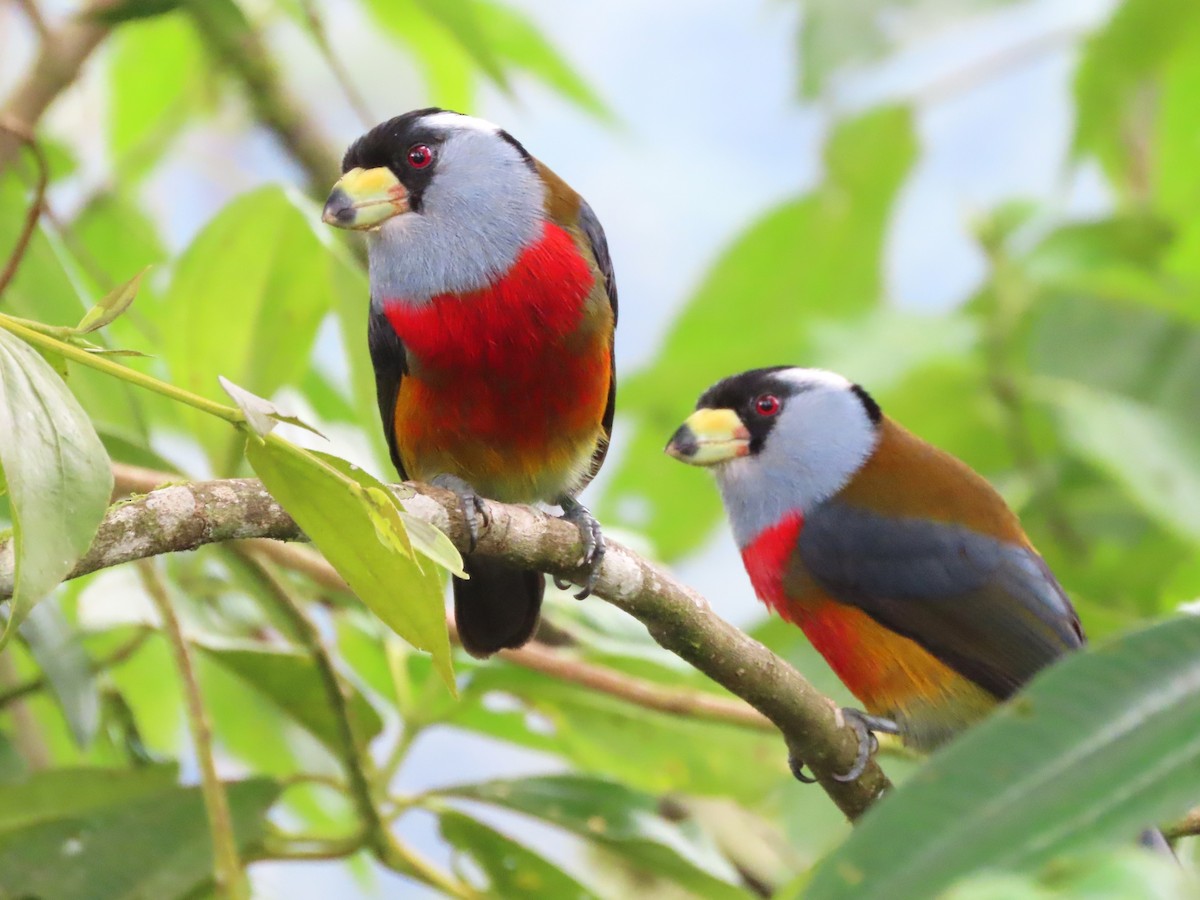 Toucan Barbet - Hugo Foxonet