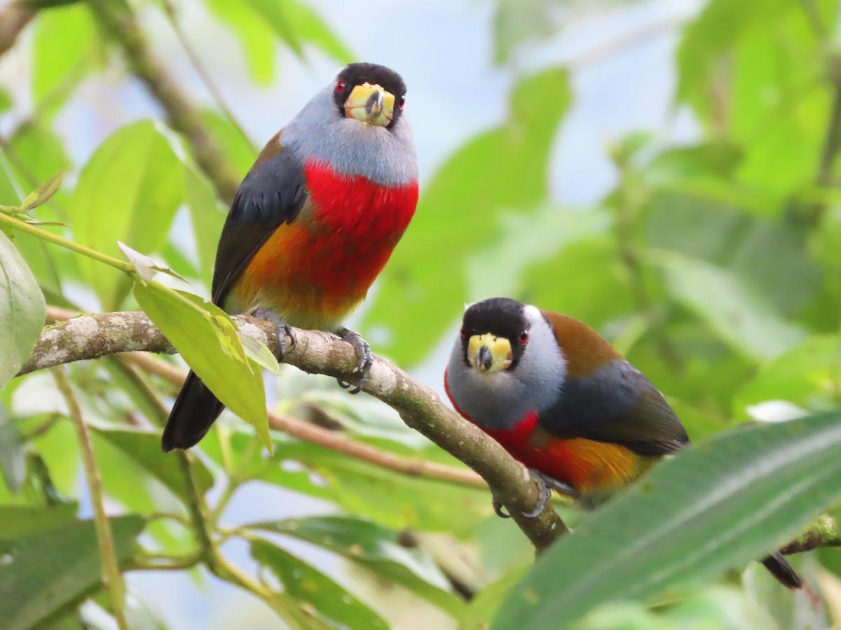 Toucan Barbet - ML619543081