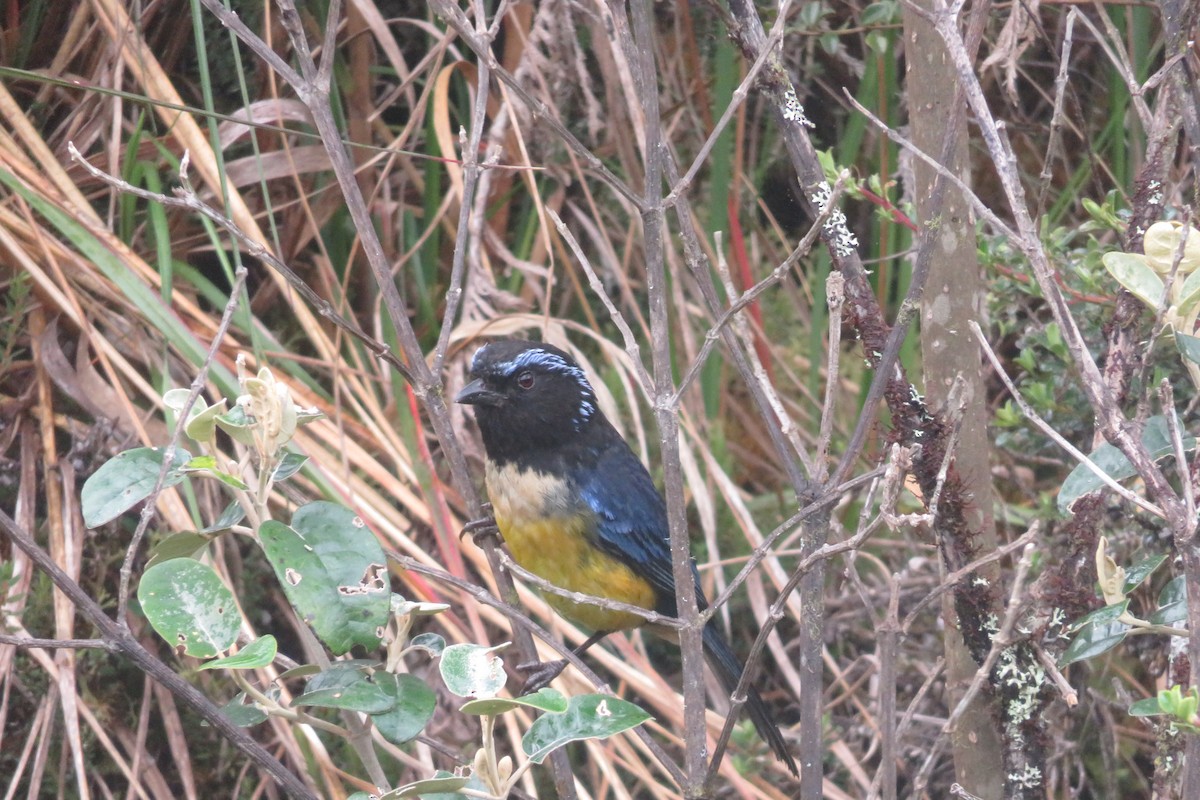 Buff-breasted Mountain Tanager (Buff-breasted) - Guillaume Normand