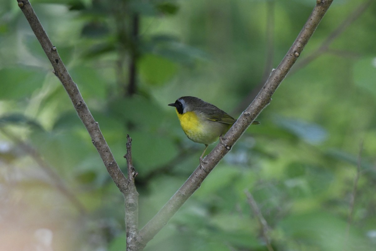 Common Yellowthroat - Kazumi Ohira