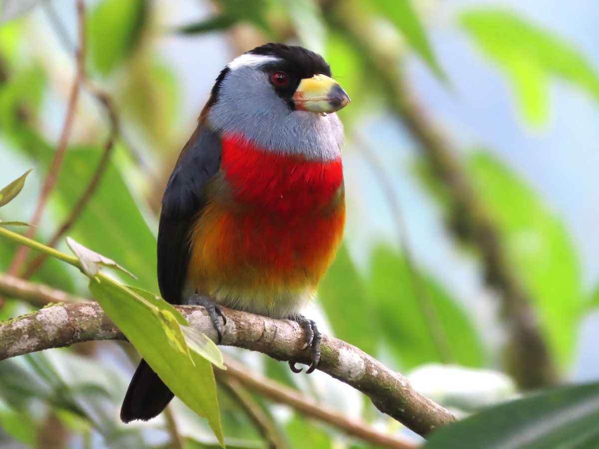 Toucan Barbet - Hugo Foxonet