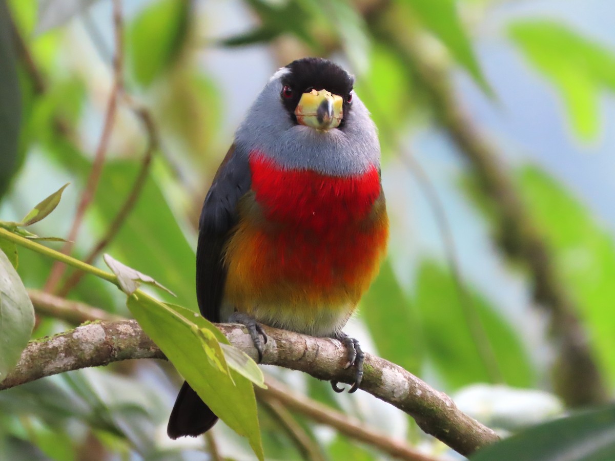 Toucan Barbet - Hugo Foxonet