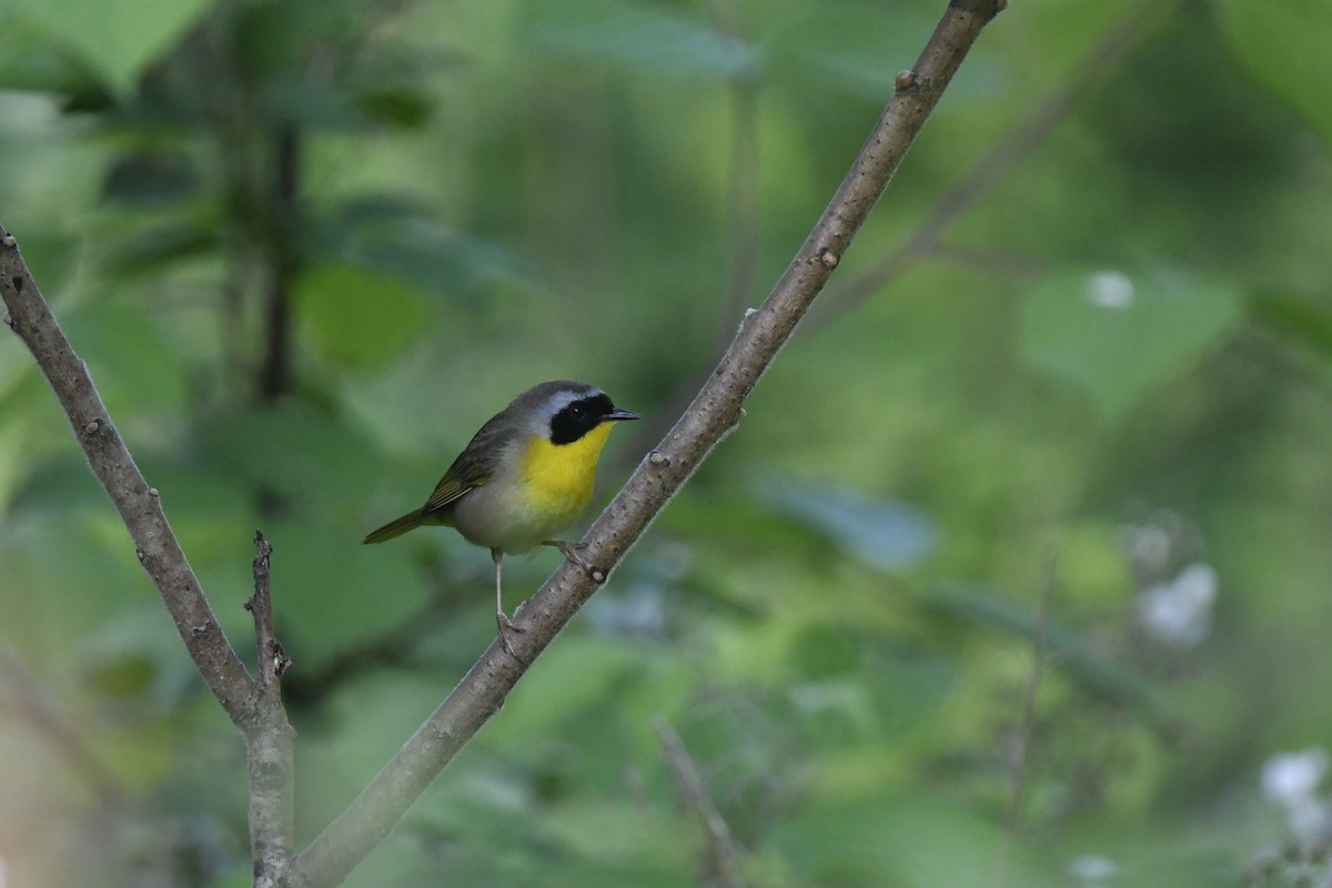 Common Yellowthroat - Kazumi Ohira